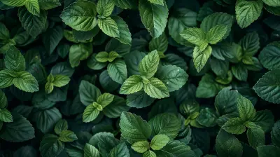 Exploring the Growing Trend of Green Bonds in Financial Markets