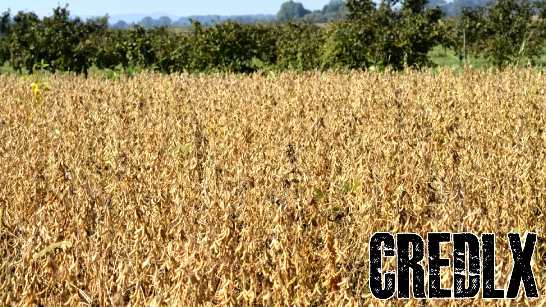 Financing Sustainable Agriculture in the Cerrado