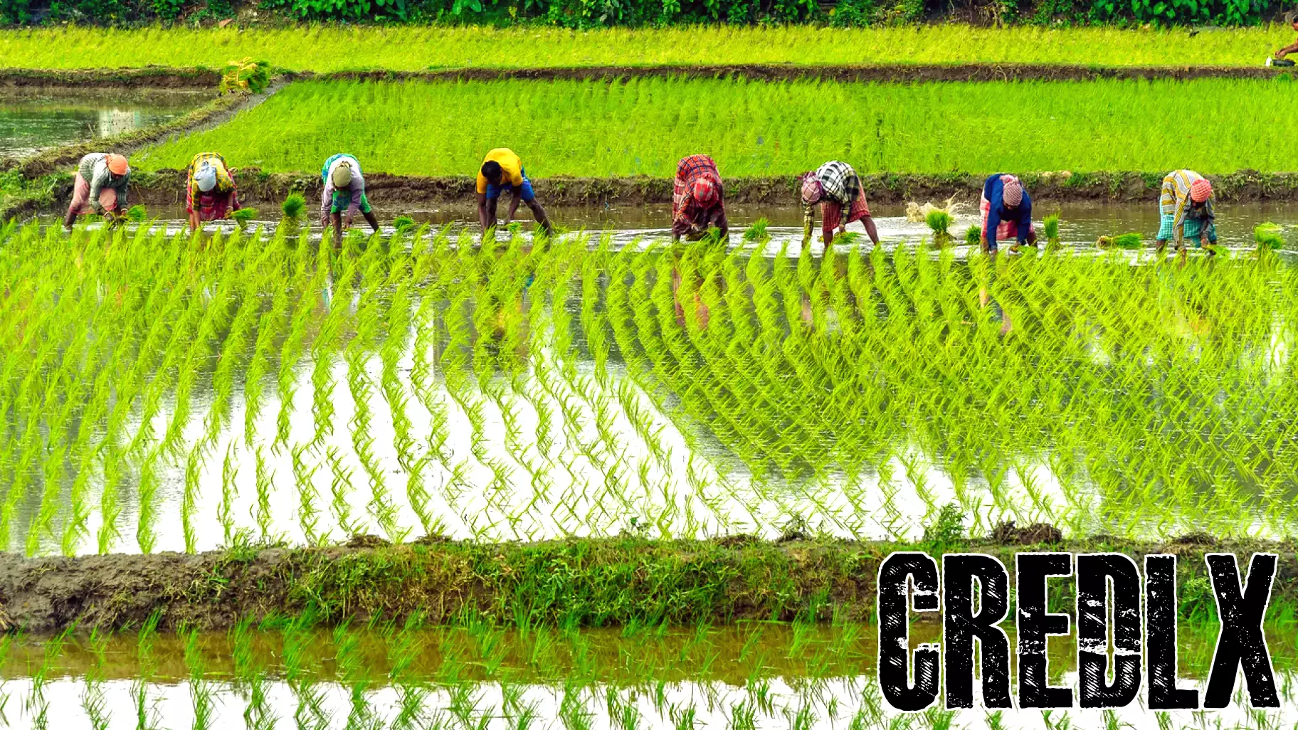 Smallholder Farmers at the Center of the COP31 Agenda